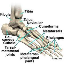 Anatomy of the foot and biomechanics